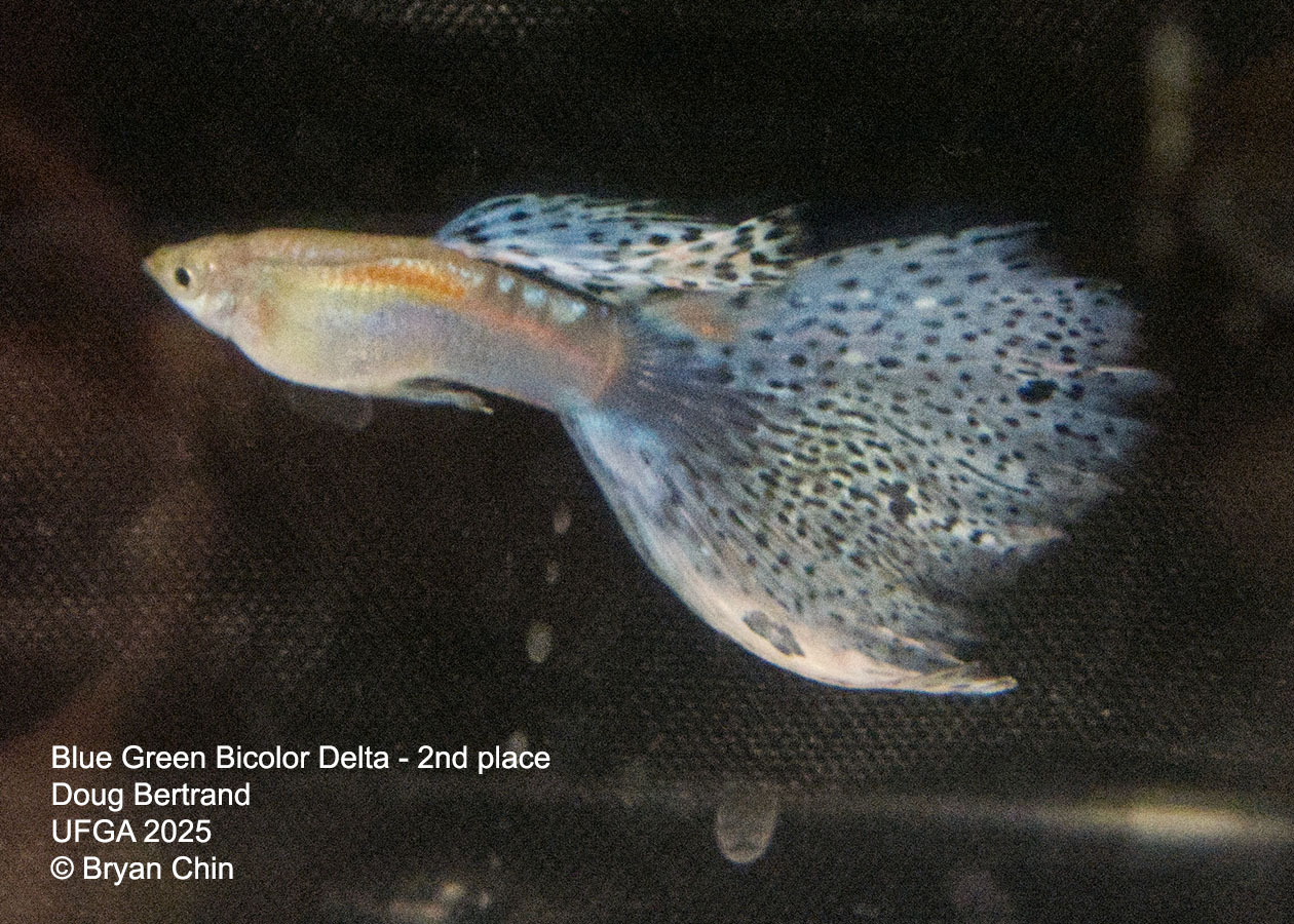Guppy Blue Green Bicolor